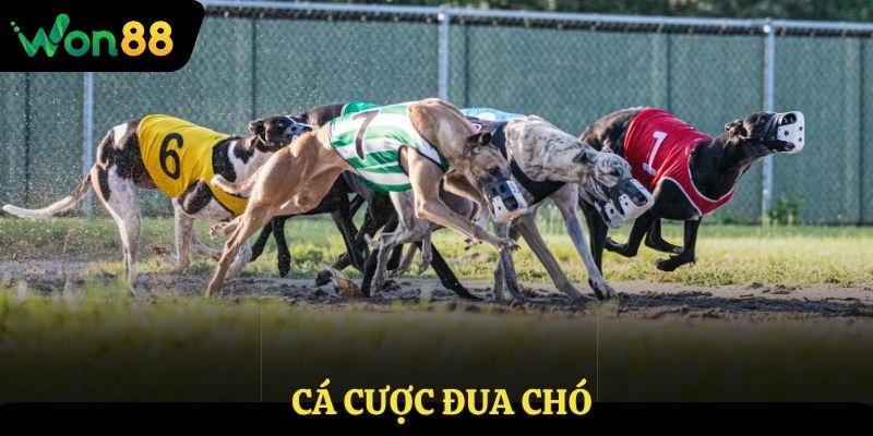Cá cược đua chó