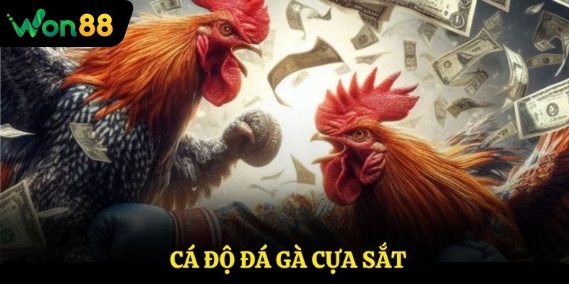cá độ đá gà cựa sắt