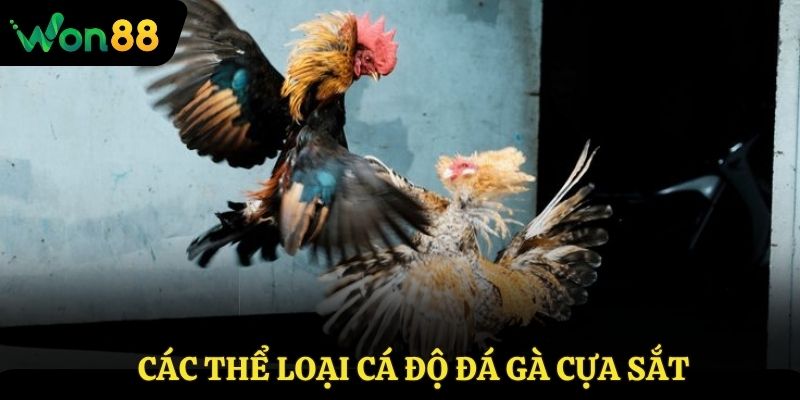 Các thể loại cá độ đá gà cựa sắt hiện nay
