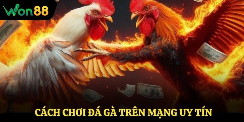 cách chơi đá gà trên mạng uy tín