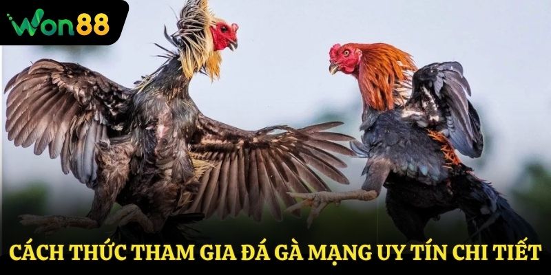 Cách thức tham gia đá gà mạng uy tín chi tiết