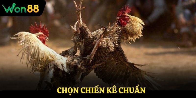 Chọn chiến kê chuẩn