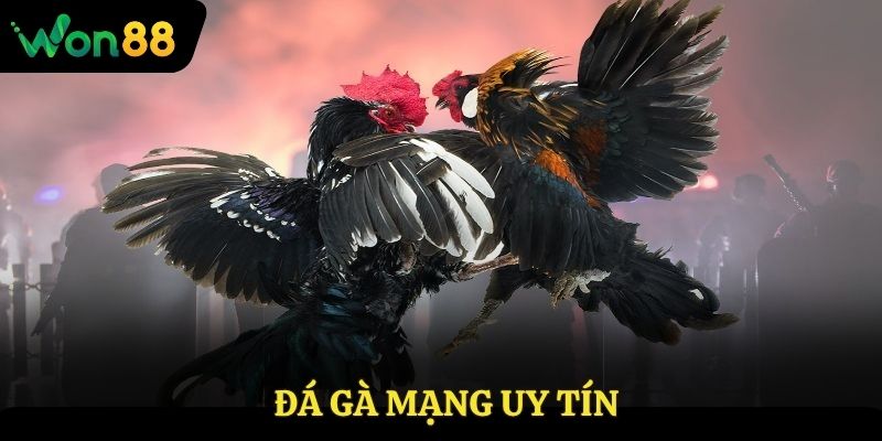 Đá gà mạng uy tín