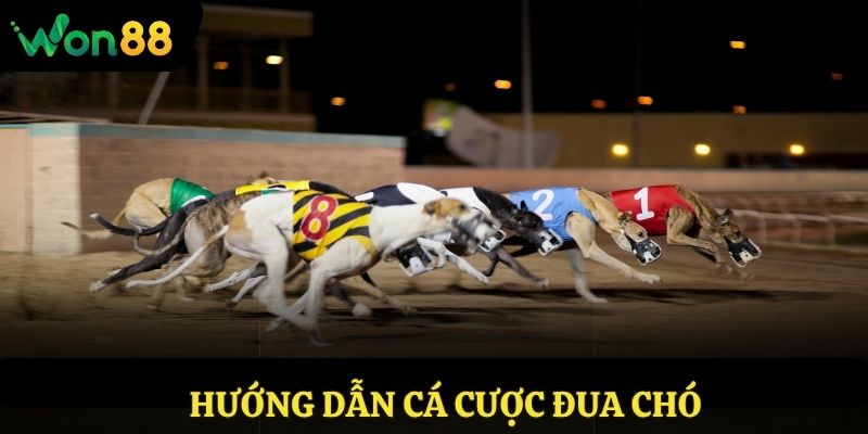 Hướng dẫn cá cược đua chó
