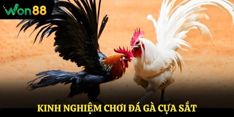 Kinh nghiệm chơi đá gà cựa sắt cho tay mơ