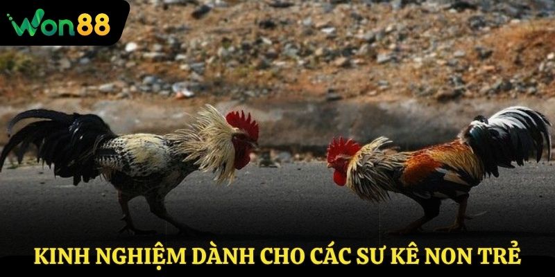 Kinh nghiệm dành cho các sư kê non trẻ