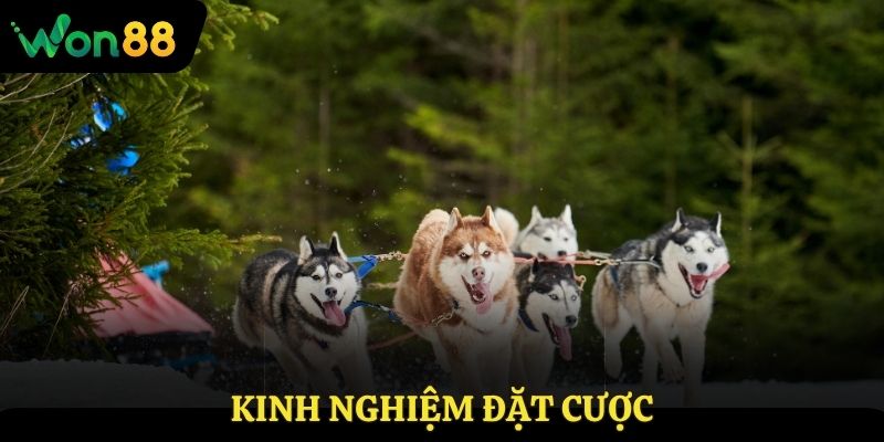 Kinh nghiệm đặt cược