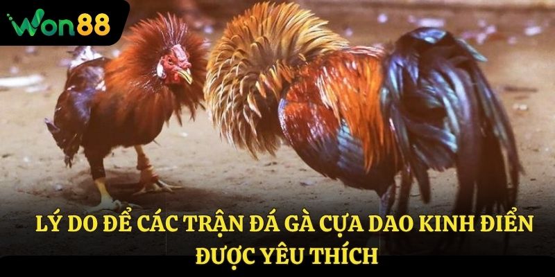 Lý do để các trận đá gà cựa dao kinh điển được yêu thích?