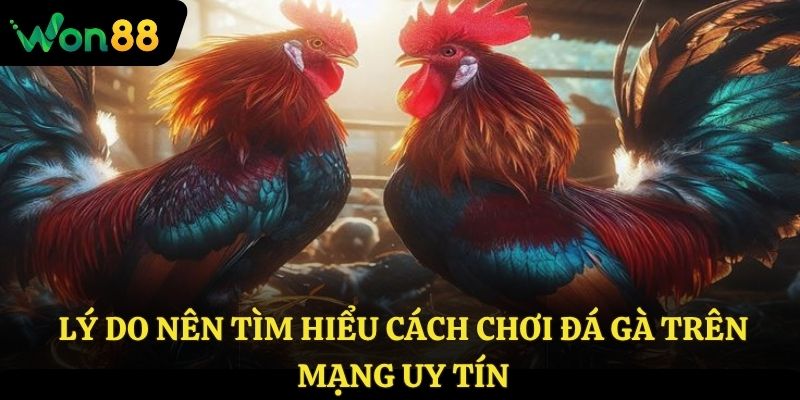 Lý do nên tìm hiểu cách chơi đá gà trên mạng uy tín