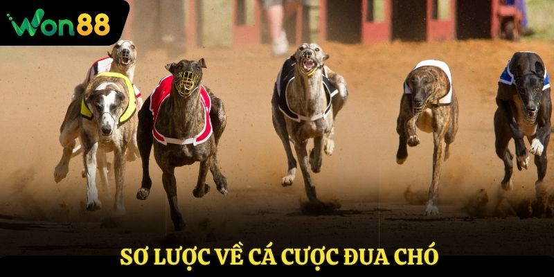 Sơ lược về cá cược đua chó