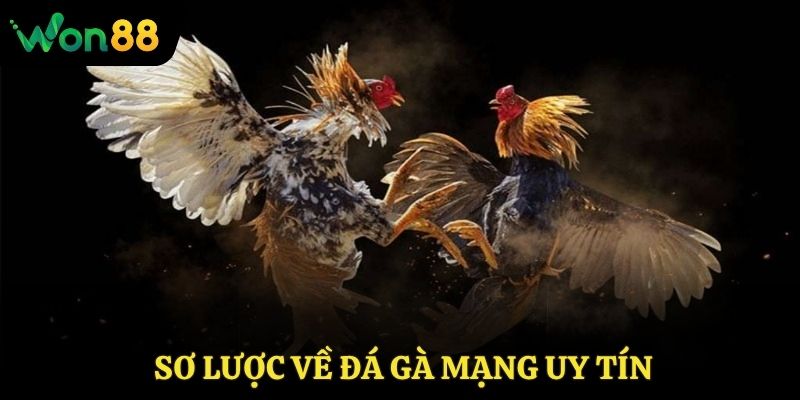 Sơ lược về đá gà mạng uy tín