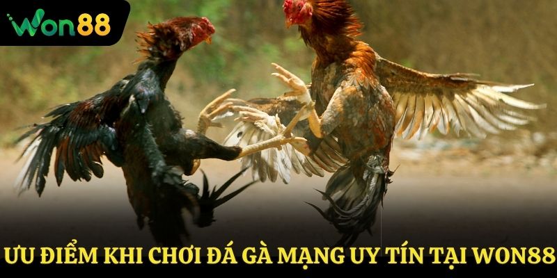 Ưu điểm khi chơi đá gà mạng uy tín tại Won88