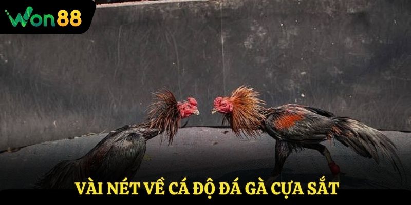 Vài nét về cá độ đá gà cựa sắt
